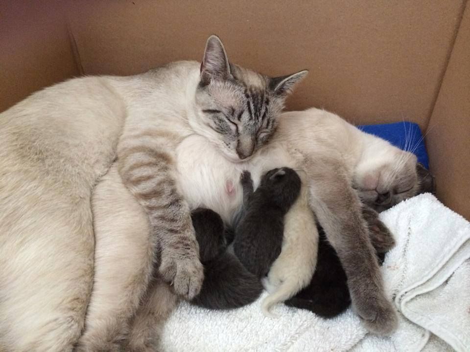 socal siamese rescue