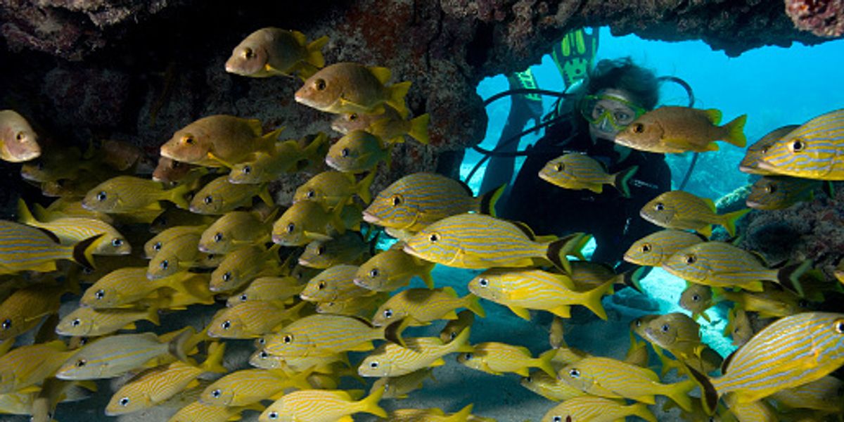 the best place to scuba dive in the US Topdust