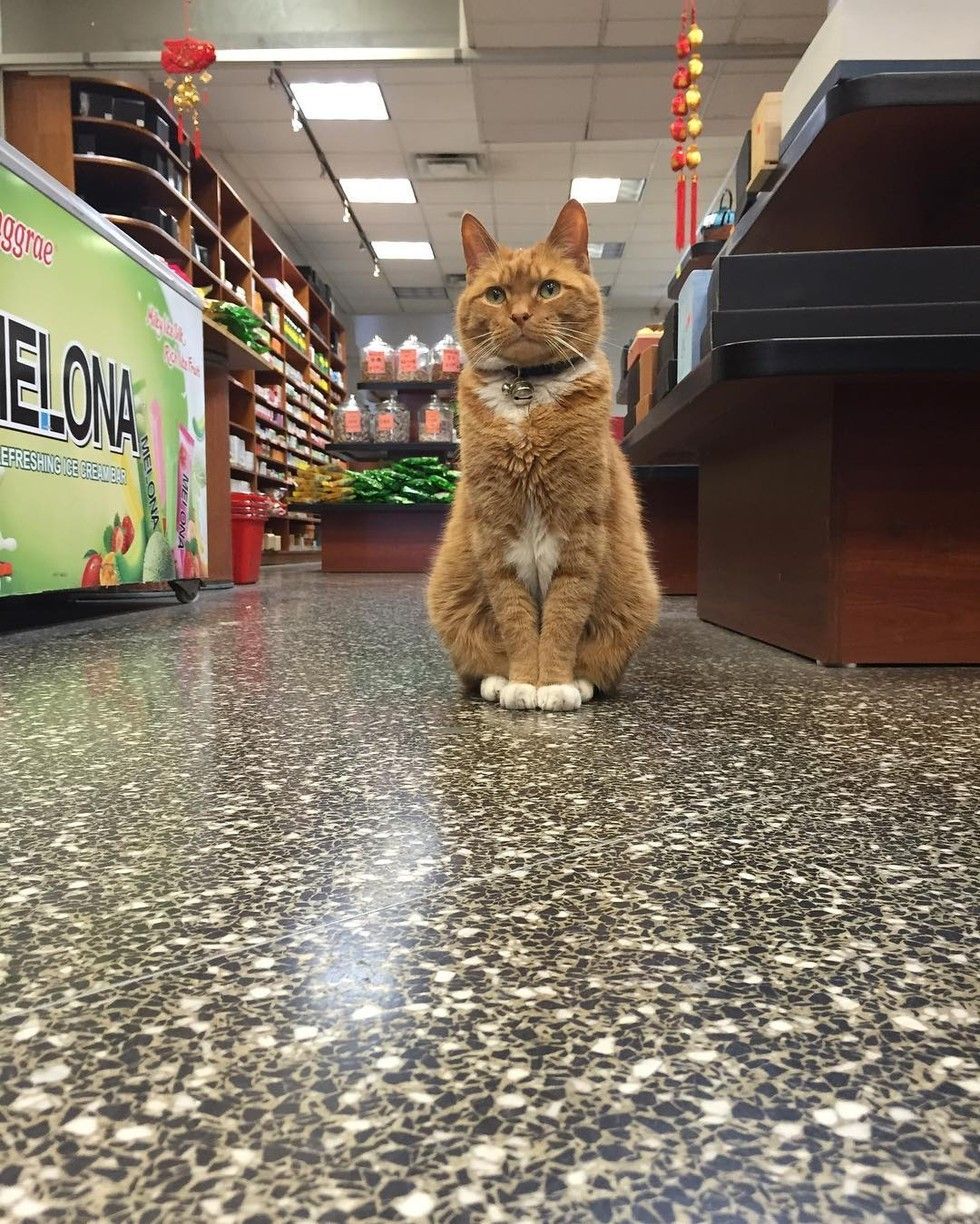 on cat store