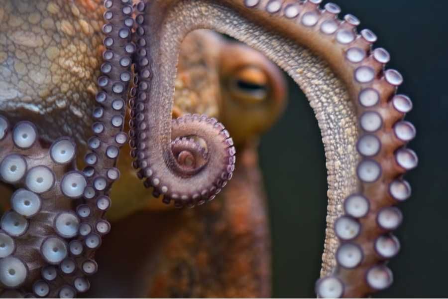 octopus, octopuses, wildlife, ocean life, marine life