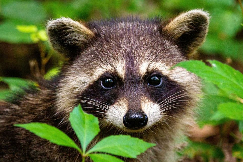 raccoon, wildlife, animals, safety, trash