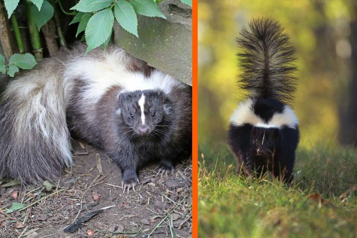 skunk, wildlife, skunk spray, animals, good people