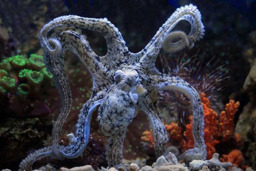 Octopus, octopus arms, ocean life, marine life, octopus brains