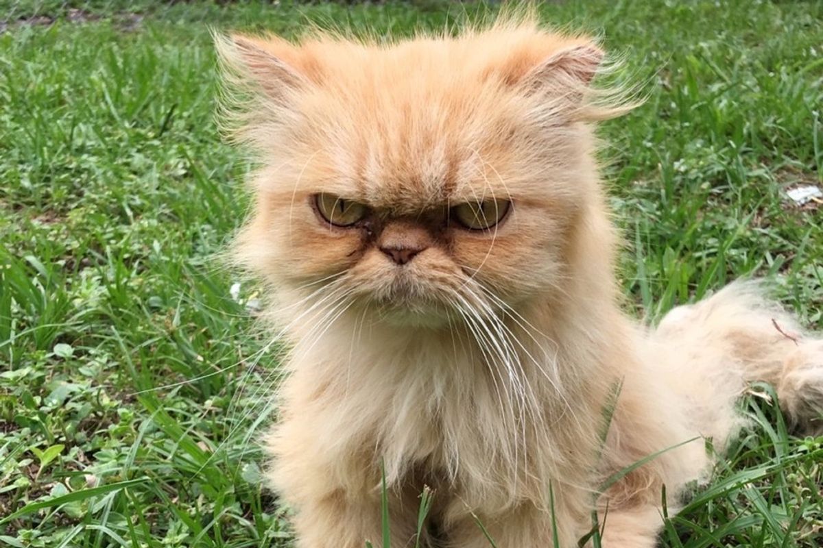 Homeless Persian Cat Wanders Up to Man During House Inspection, Meowing for Love