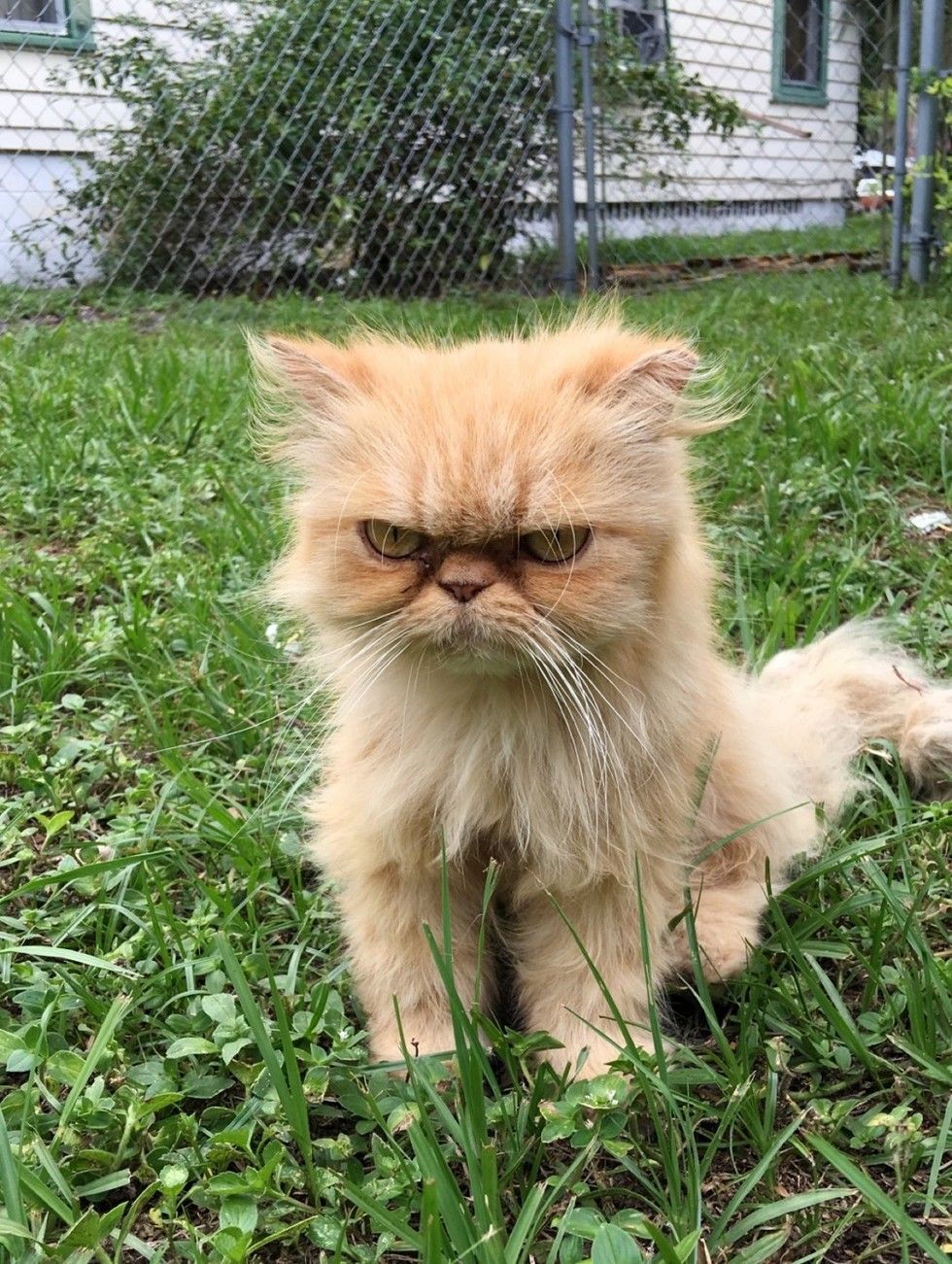 Garfi-Fluffy Persian Cat Looking Angry