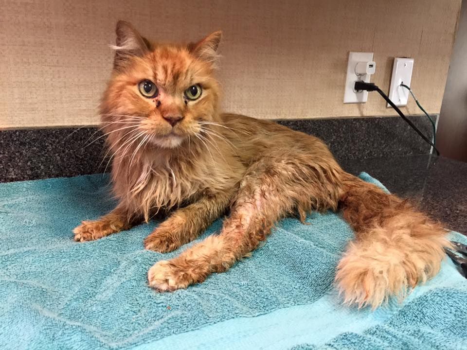 20 years old store in cat years