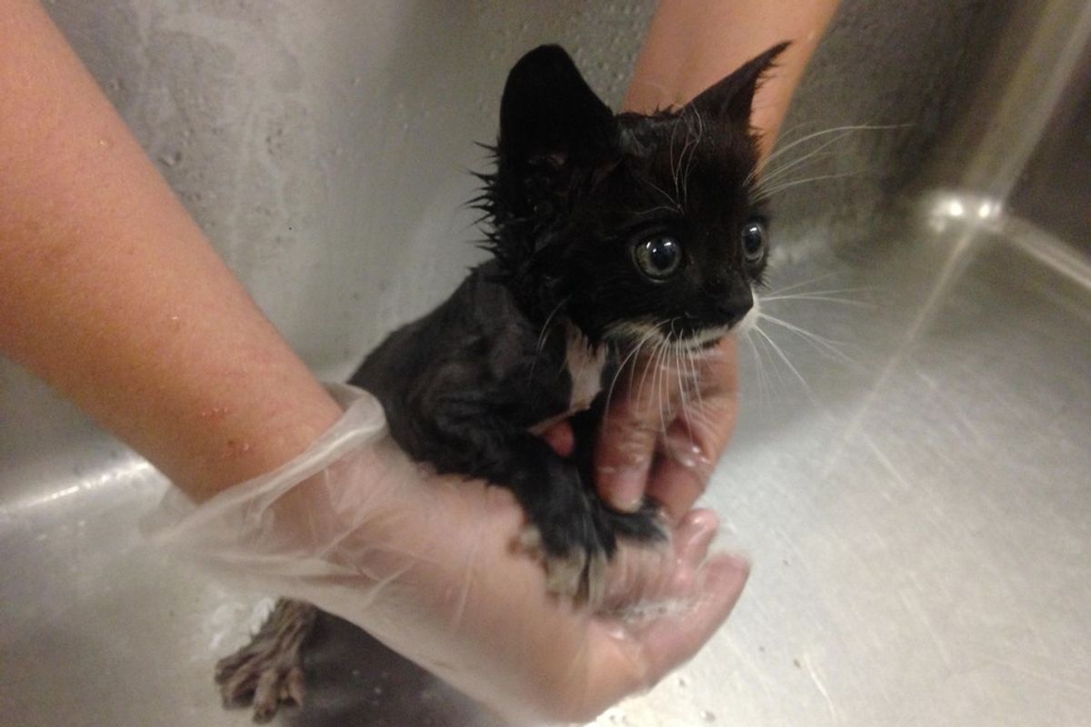 Kitten Rescued from Under a Car Has the Loudest Pipes