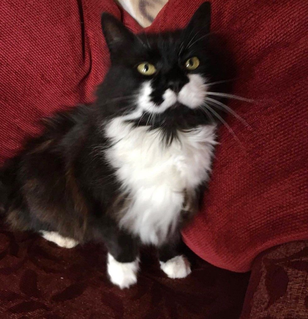 10-year-old Cat Brings Home "Gifts" She Takes from Neighbors, Most of