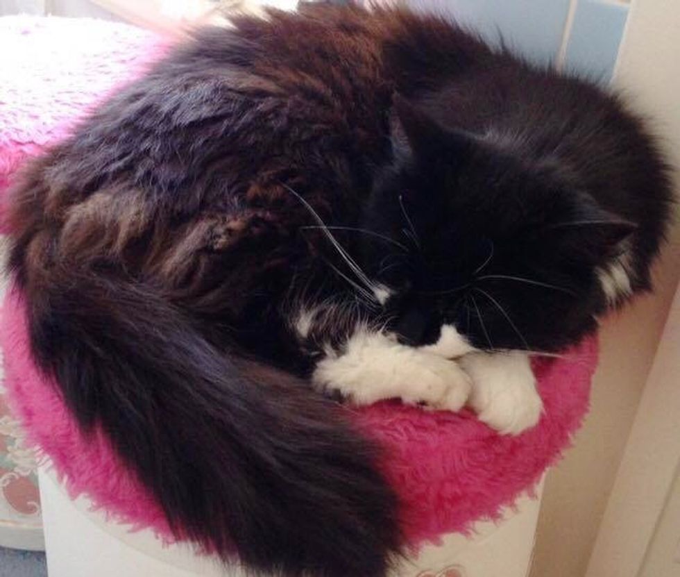 10yearold Cat Brings Home "Gifts" She Takes from Neighbors, Most of