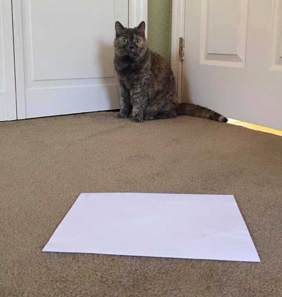 cats; pets; cat lovers; cat parents; cats on counters; cat butts, pets, animals, humor, funny, science