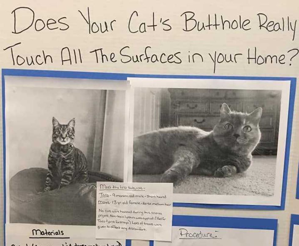 cats; pets; cat lovers; cat parents; cats on counters; cat butts, pets, animals, humor, funny, science