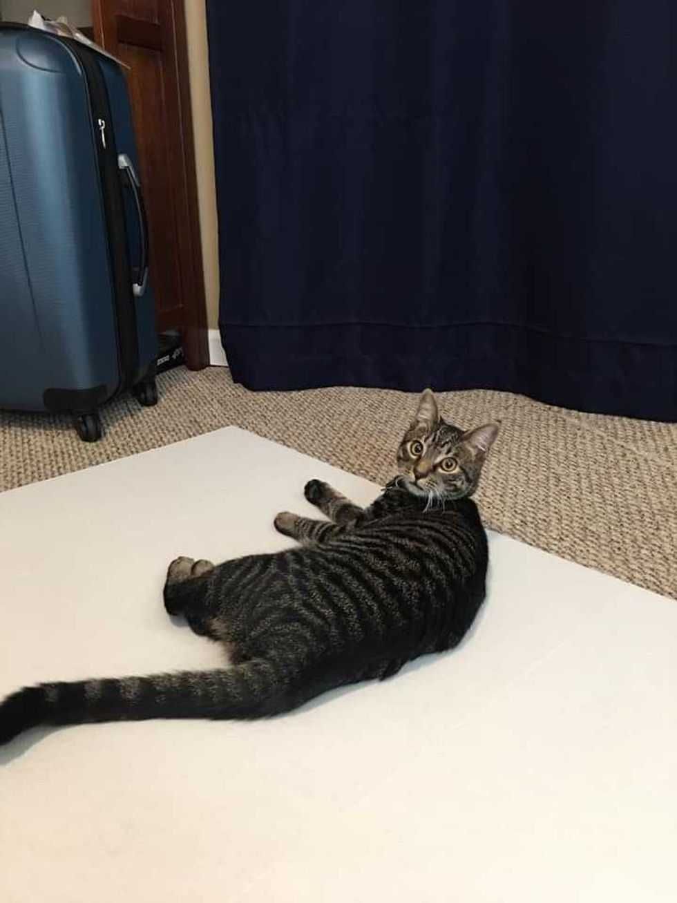 cats; pets; cat lovers; cat parents; cats on counters; cat butts, pets, animals, humor, funny, science