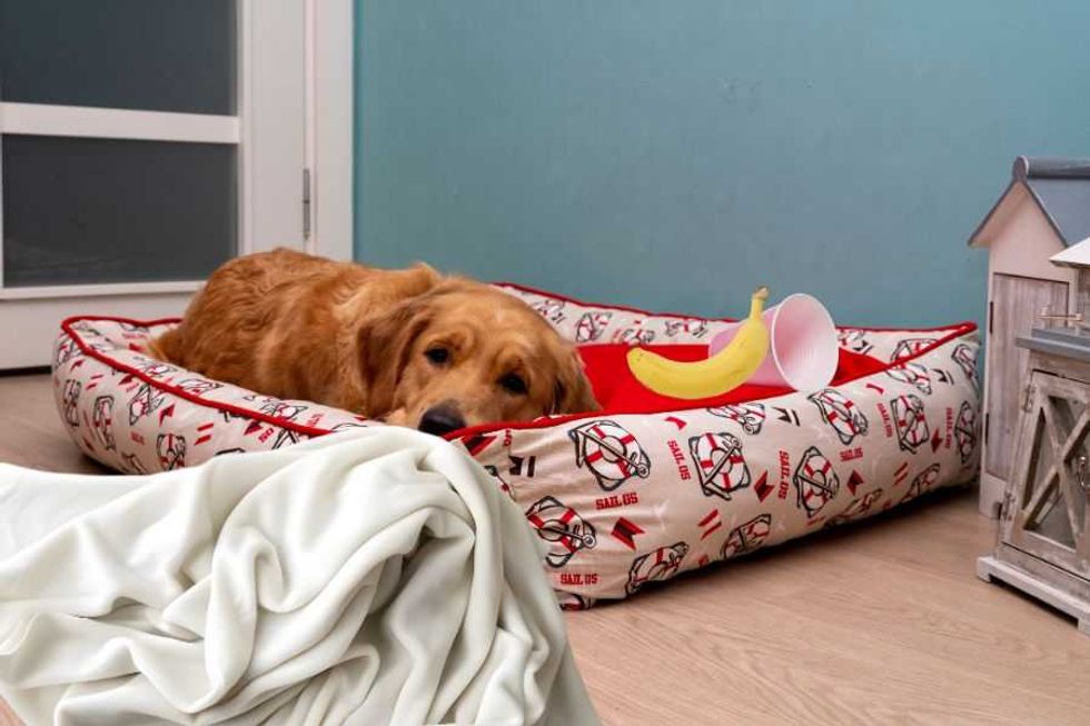 Elderly rescue dog can't stop putting random items in his bed, keeping his family entertained