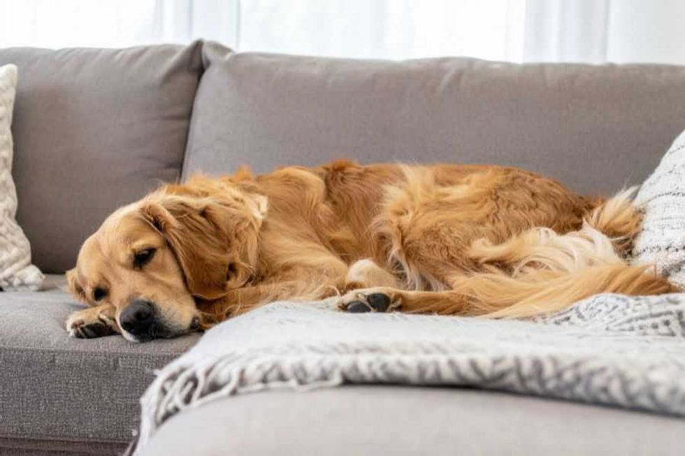 rescue dog; elderly dog; dog that steals; resource guarding; dog ptsd