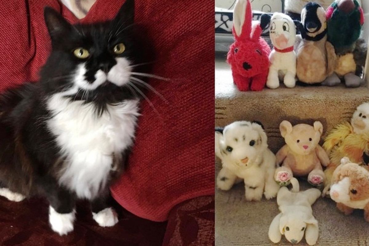 10-year-old Cat Brings Home "Gifts" She Takes from Neighbors, Most of Them are Cuddly