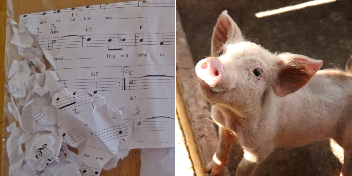 A girl's pet pig ate her homework. Teachers were stunned when mom sent them video proof.
