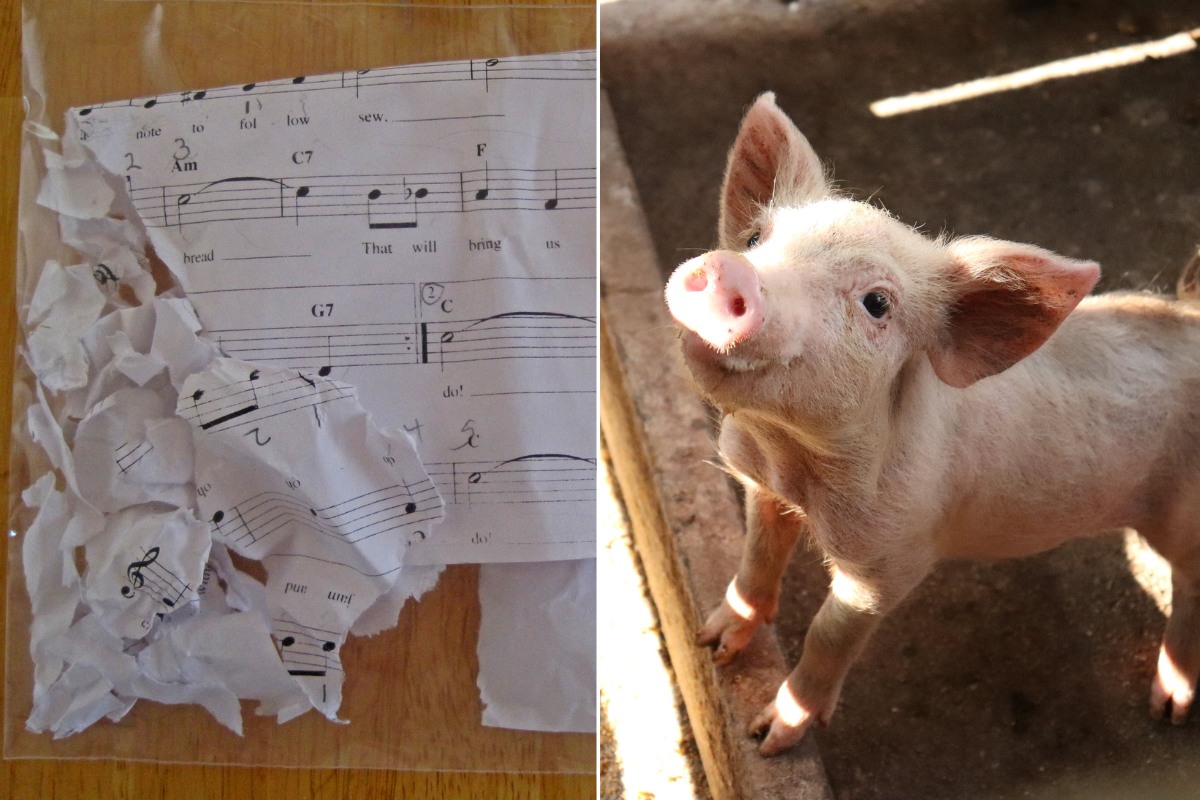 pigs, pets, homework, school, teachers, kids, dog ate my homework, excuses, funny, humor