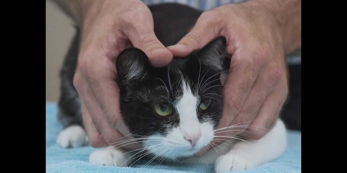 Vet demonstrates 'squish the cat' method of safe cat handling in delightfully helpful video