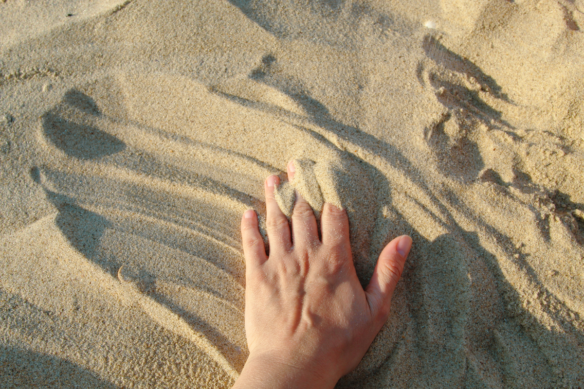 science, scientific research, remote touch, human touch, five senses, sixth sense, seventh sense, shorebirds, tactile foraging