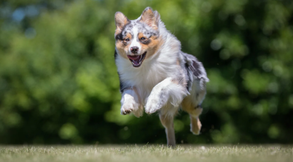 australian shepherd, dogs, dog intelligence, animals, pets, animal intelligence, funny, viral videos