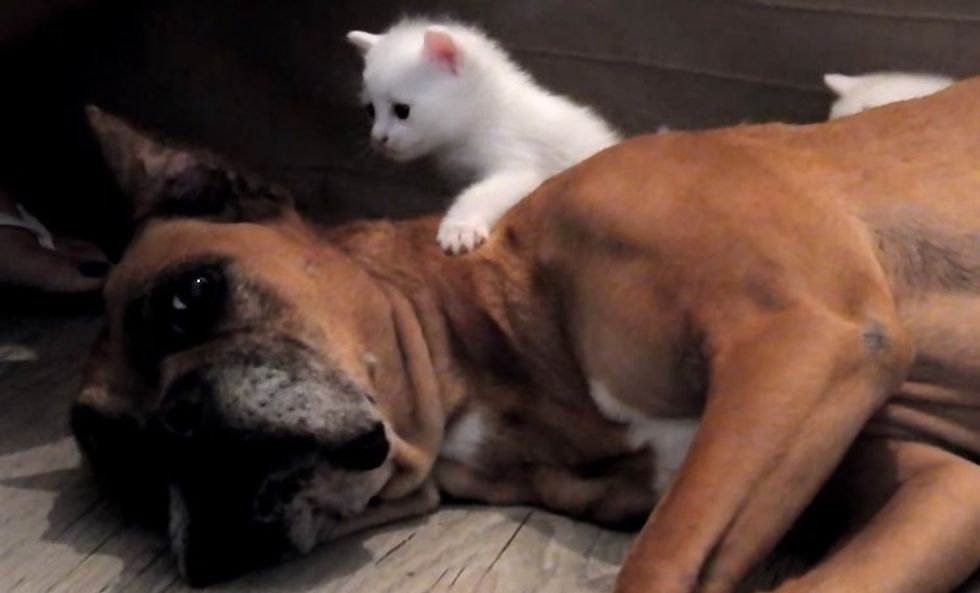 Boxer Saves Stray Cat Mom and Her 4 Babies and Insists to Take Them ...