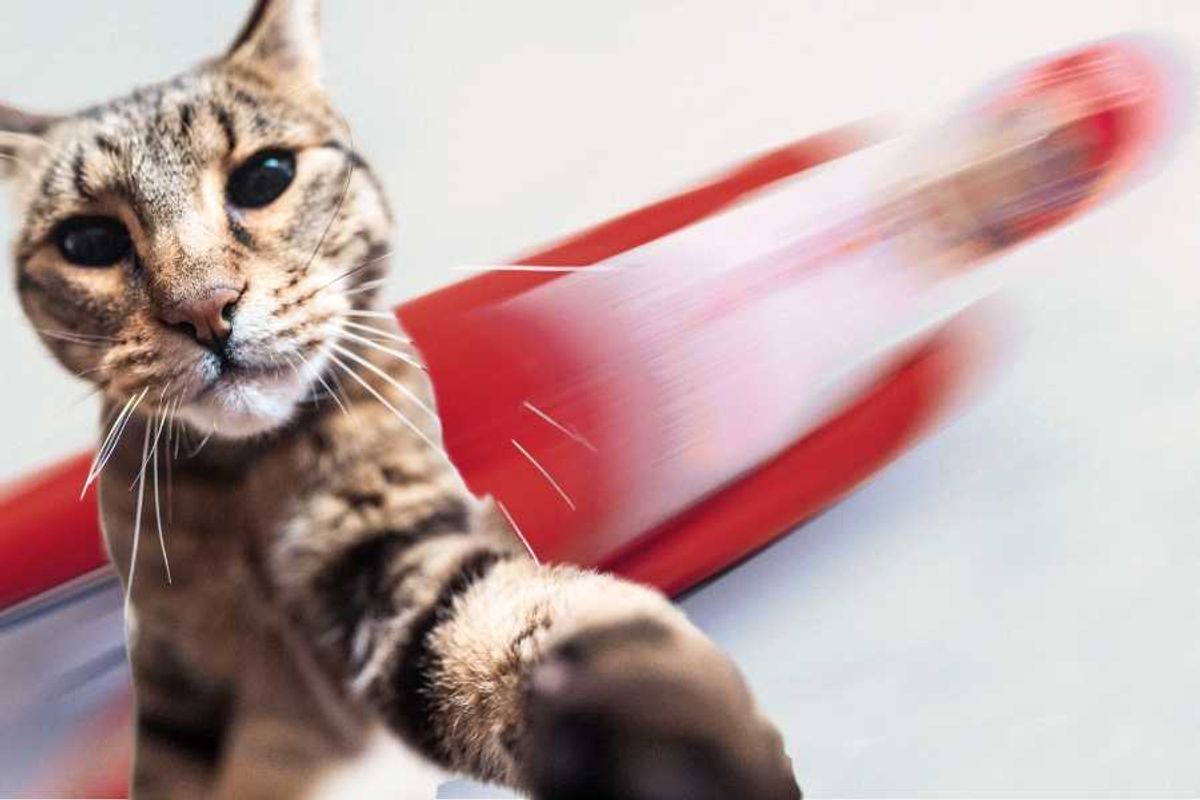 cats, olympics, luge, winter olympics, cat hunting instincts