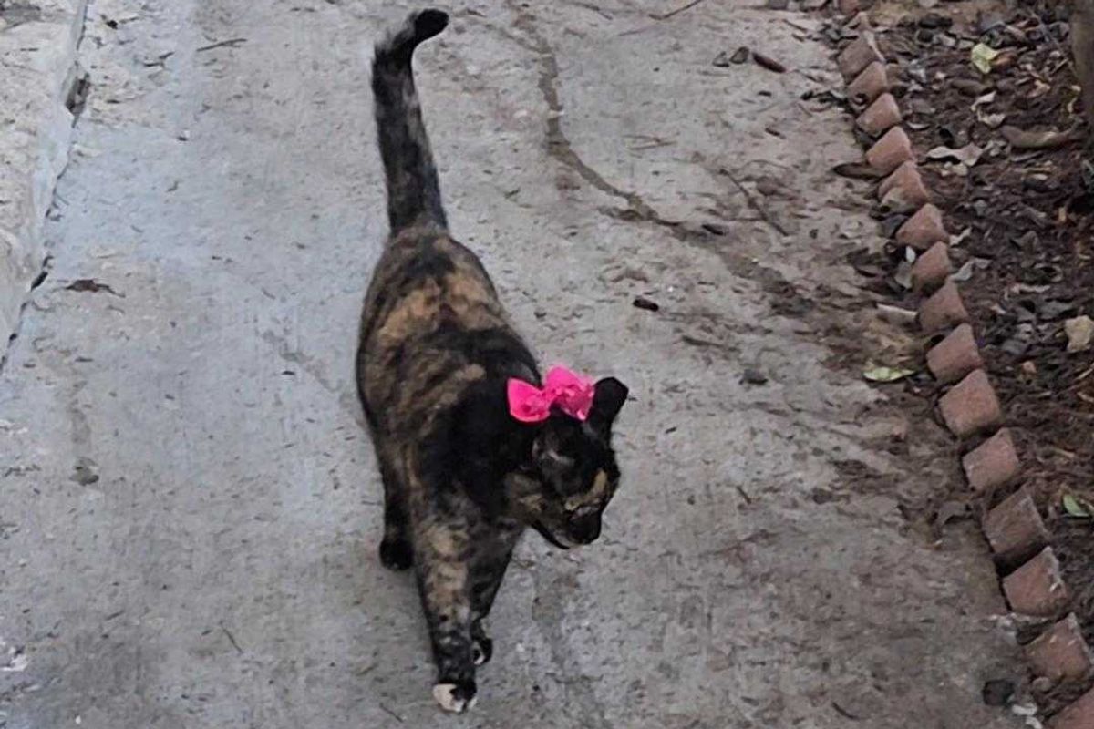 cats, stray cats, feral cats, family, viral video