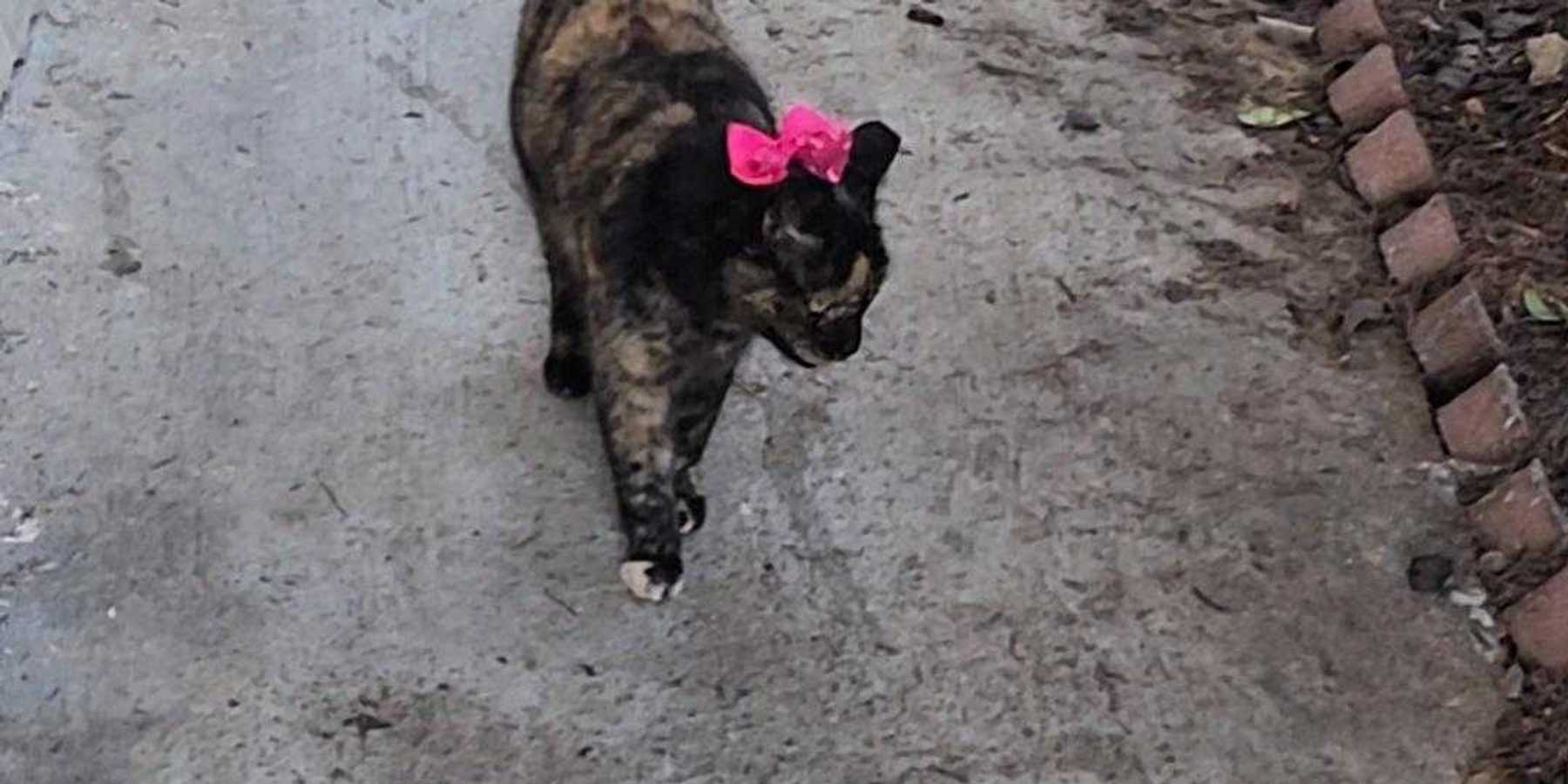 cats, stray cats, feral cats, family, viral video