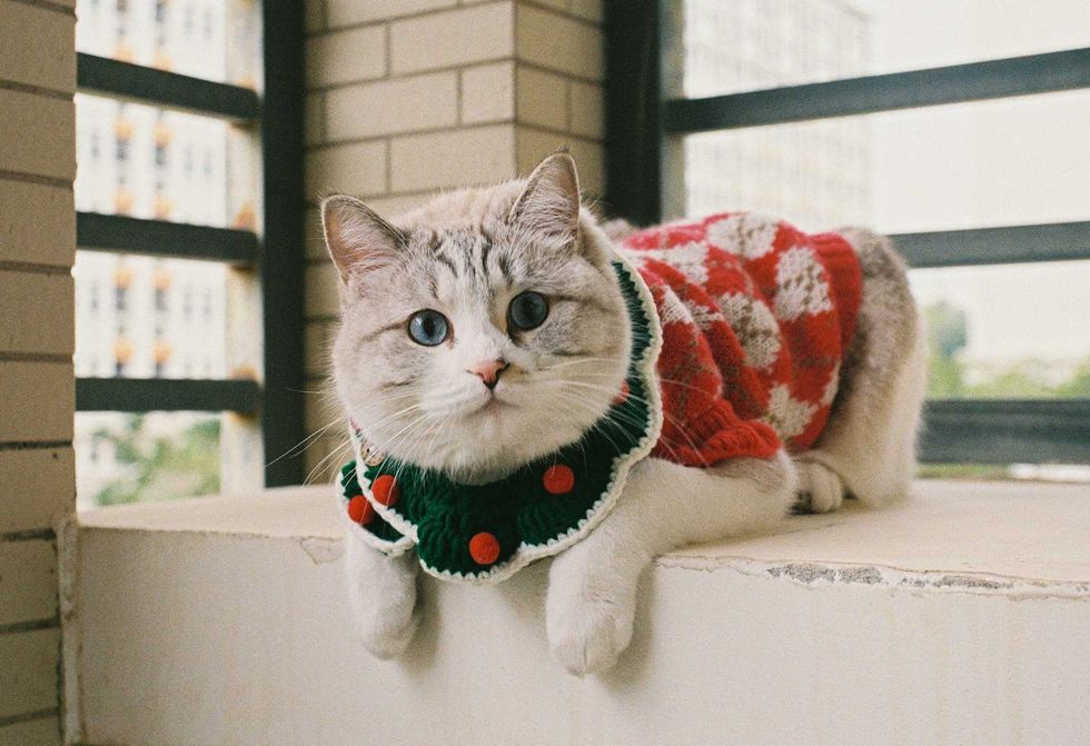cat, stray cats, viral video, Christmas, Christmas outfit