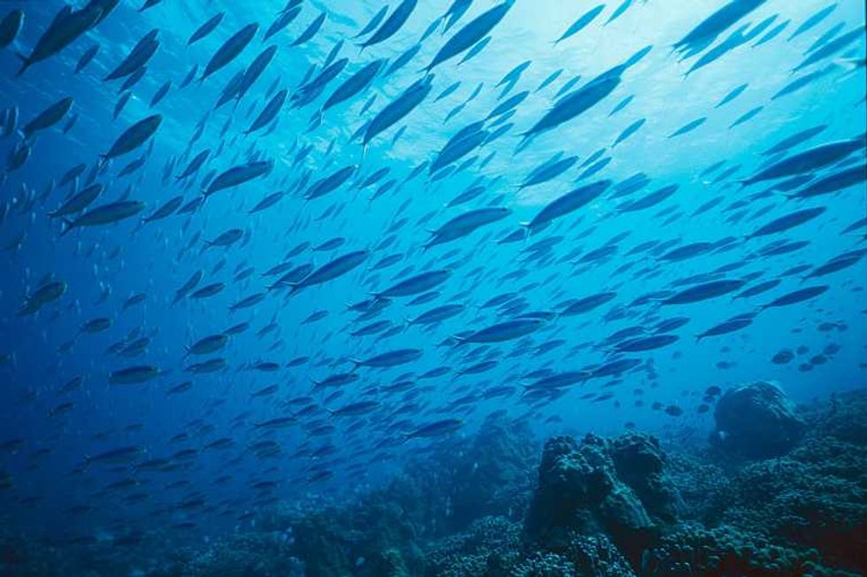 Tiny Fish with Huge Impact