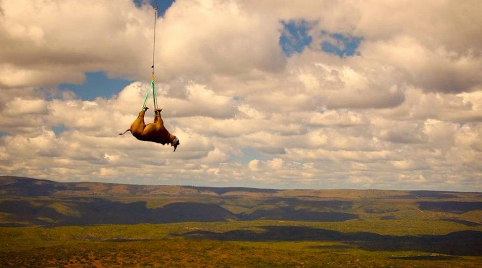 List of Threatened Species Released