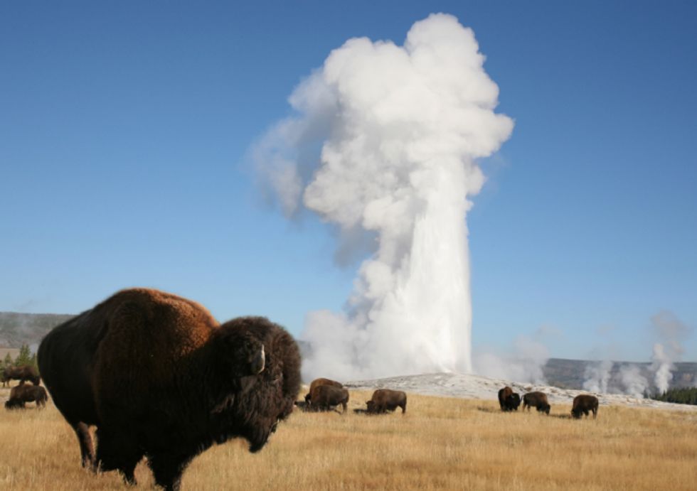 Voluntary Grazing Permit Legislation Introduced in Congress