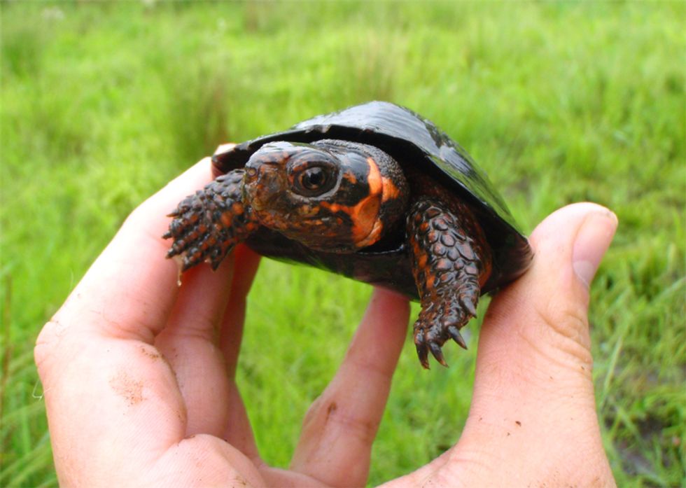 Gas Company Seeks Exemption from Endangered Species Act