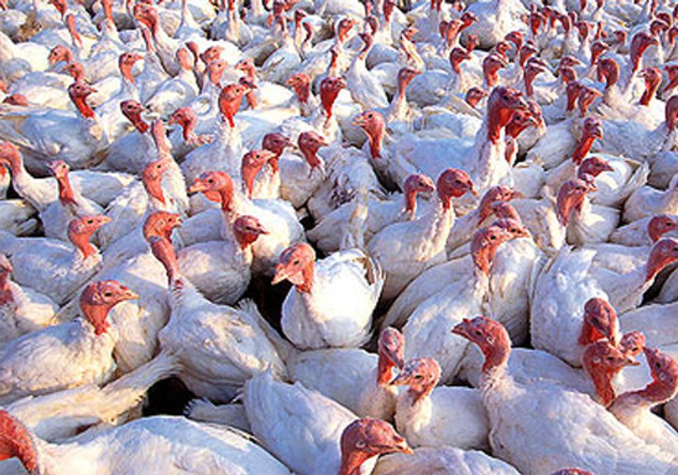 Talking Turkeys