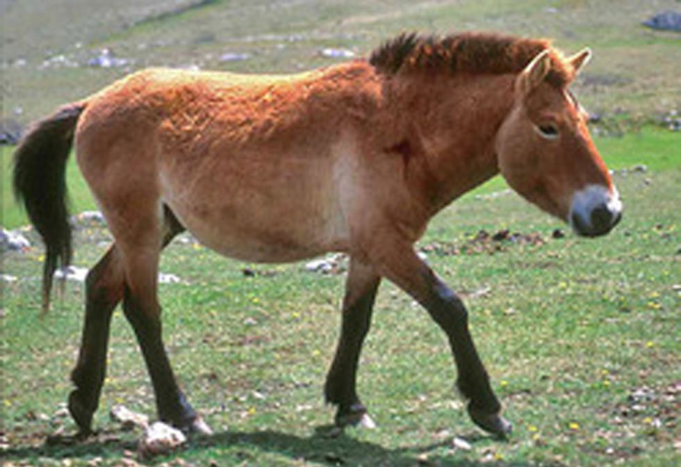 Alarming Number of European Species in Decline