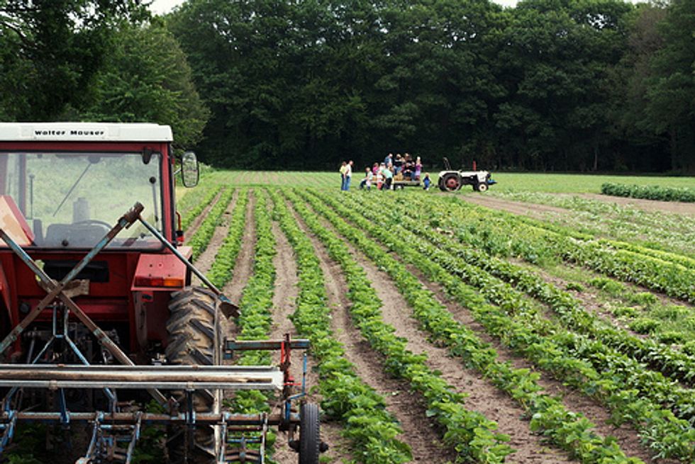 Experiment Shows Profitability of Organic Farming