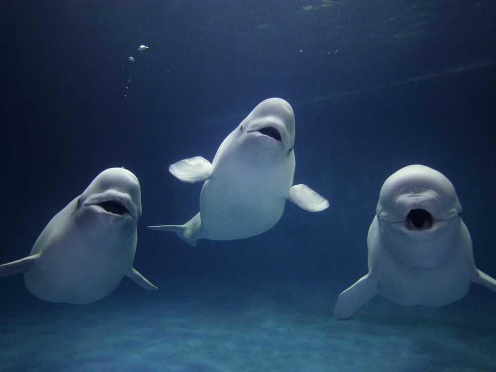 Federal Judge Throws out Lawsuit Challenging Endangered Species Listing