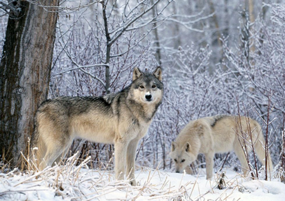 Defend Protections for Wolves
