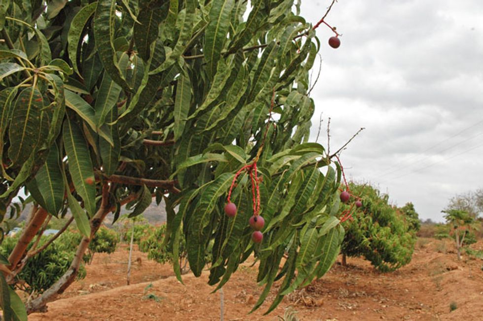 Scarcity and Degradation Contribute to Food Security Threat