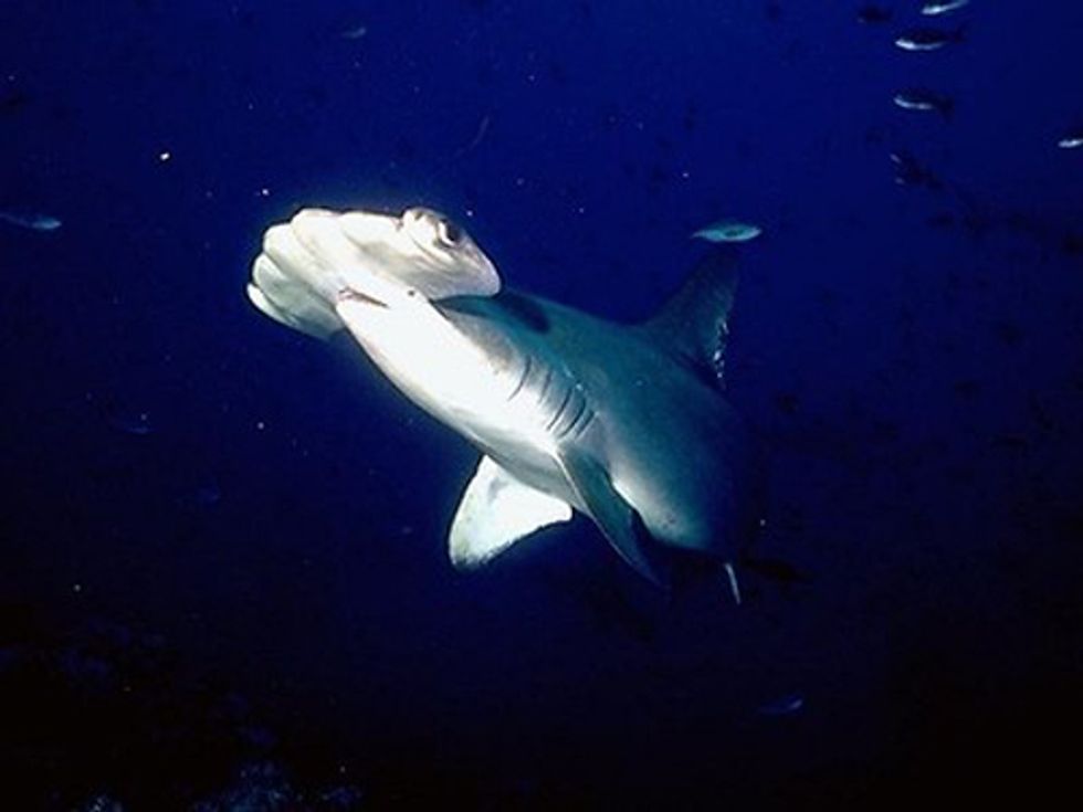 Federal Protection Will Be Considered for Hammerhead Sharks