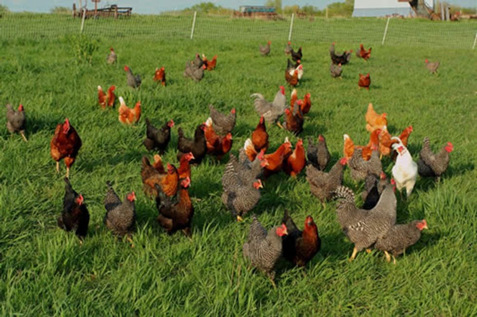 Ethical Eggs, Dairy and Meat