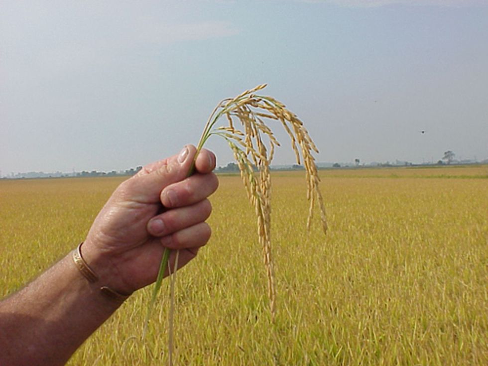 Farm Bill a Mixed Bag of Disappointments and Hopes