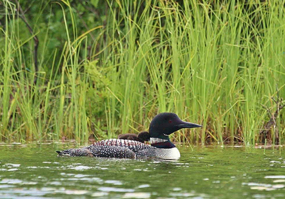 Mercury Impacts to Loons in Michigan Draws Thousands of Conservationists and Anglers