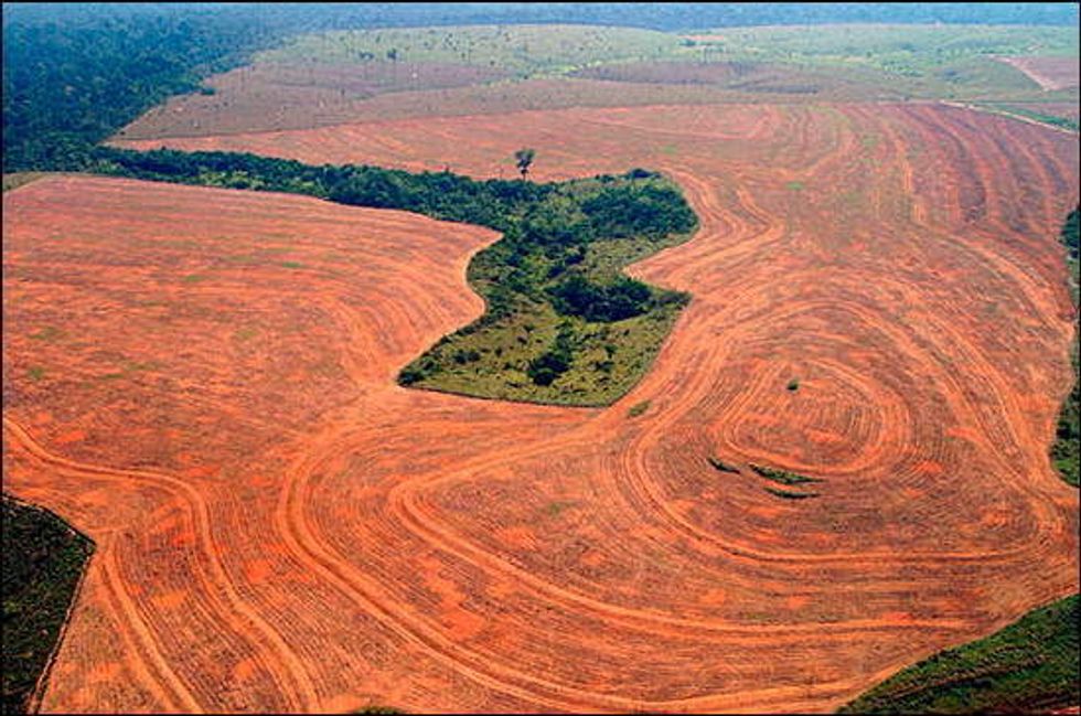 Brazil Senate Votes to Dismantle Amazon Deforestation Protections