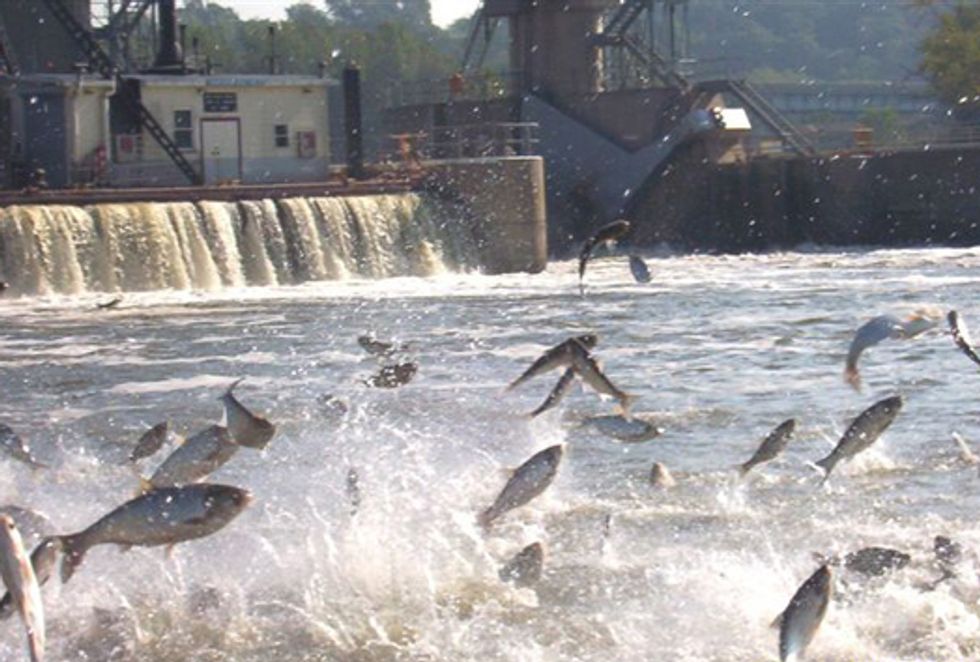Act Now to Stop Asian Carp
