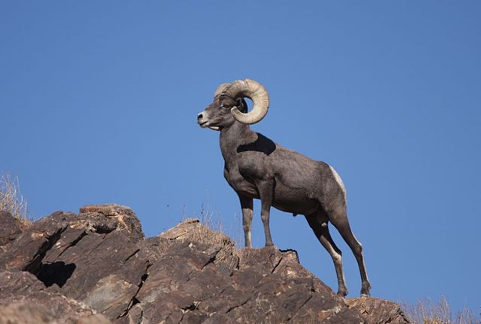 Tell Congress to Keep Anti-Wildlife Attacks off Funding Bills