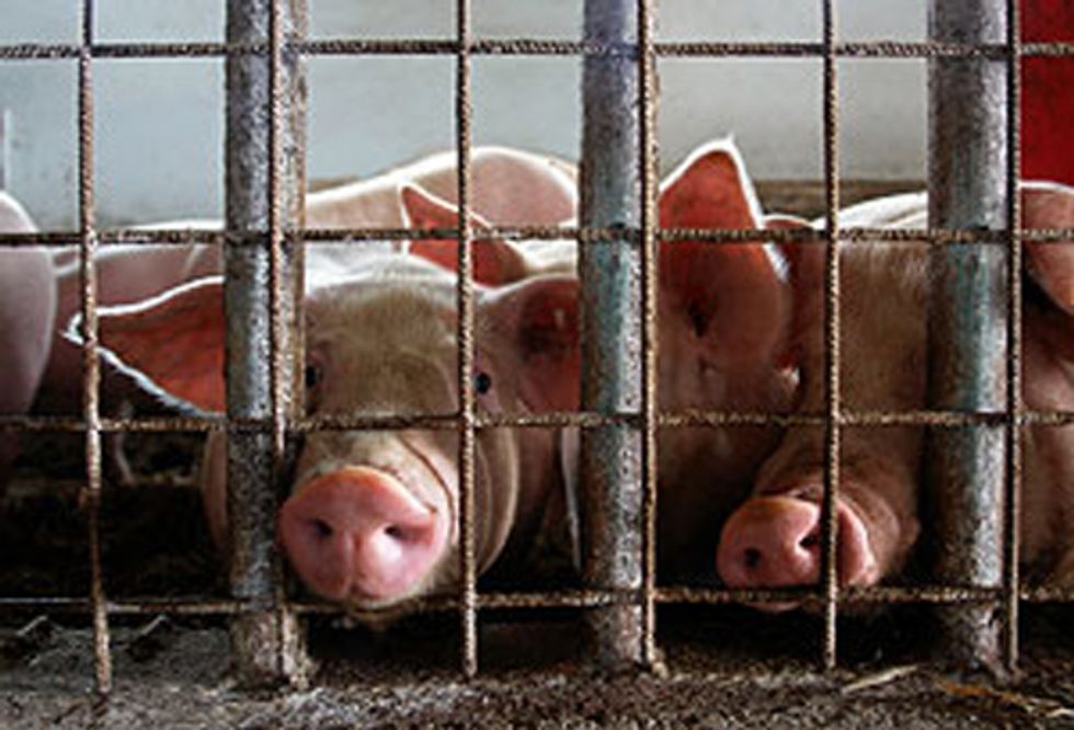 Act Now for Industrial Agricultural Waste Transparency