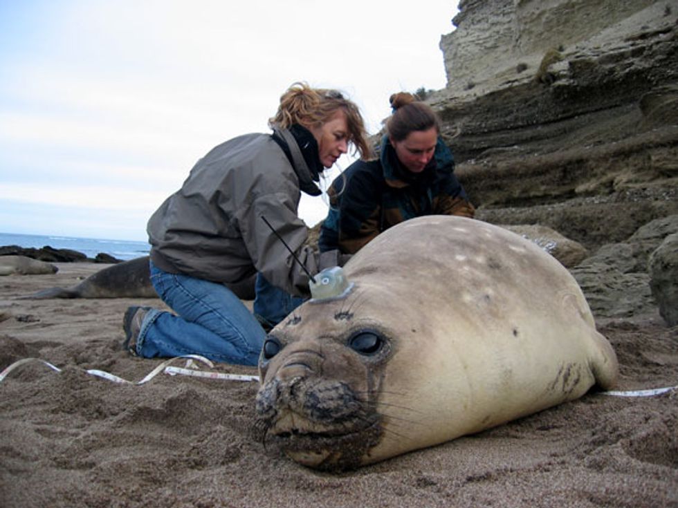 Tracked Elephant Seal Yields Vital Information