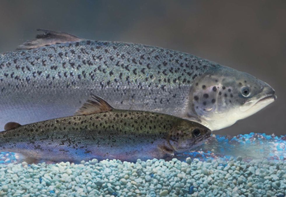 Upcoming Hearing to Examine Risks of Genetically Engineered Fish