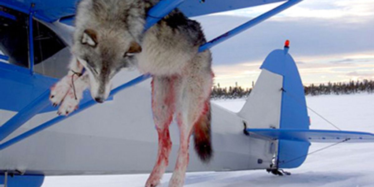 Take Action to Help Alaska's Wolves EcoWatch